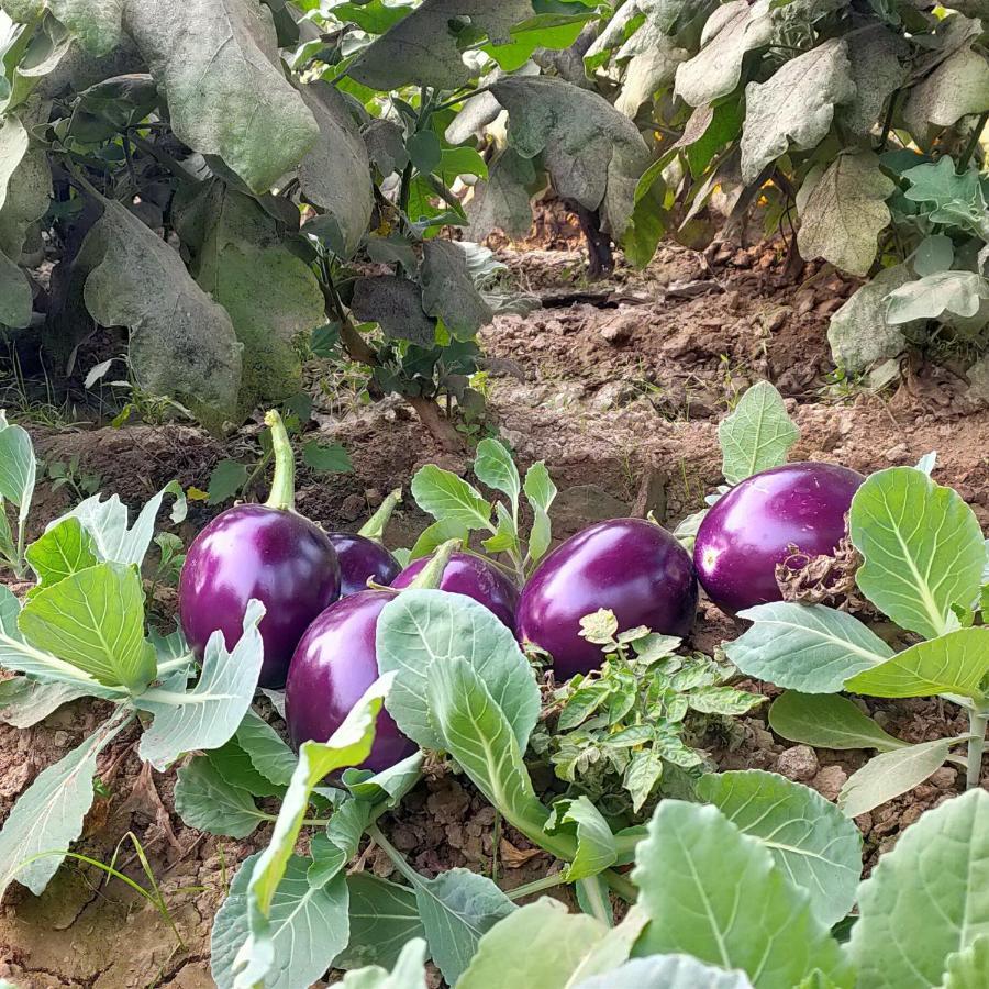 Royal Farm Bharatpur公寓 外观 照片